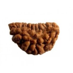 1 MUKHI RUDRAKSHA