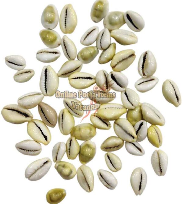 Natural Yellow Laxmi Cowrie Yantra Lakshmi Gavvalu Kawry Kodi Kauri For Lakshmi Puja (Yellow) 11 piece