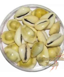 Natural Yellow Laxmi Cowrie Yantra Lakshmi Gavvalu Kawry Kodi Kauri For Lakshmi Puja (Yellow) 11 piece