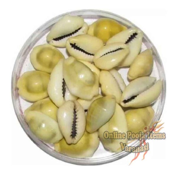 Natural Yellow Laxmi Cowrie Yantra Lakshmi Gavvalu Kawry Kodi Kauri For Lakshmi Puja (Yellow) 11 piece